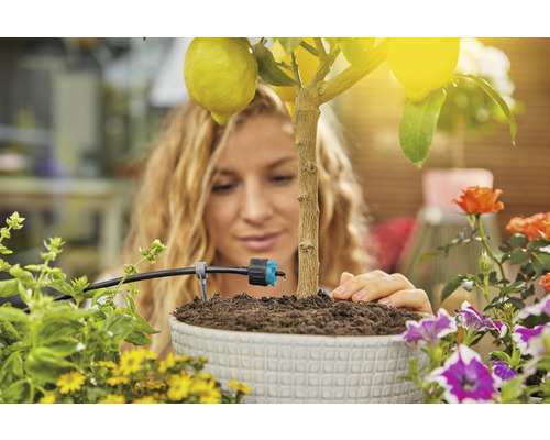 Frau bewässert Zitronebaum im Topf mit Bewässerungssystem