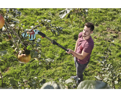Mann erntet mit einem Obstpflücker Äpfel vom Baum