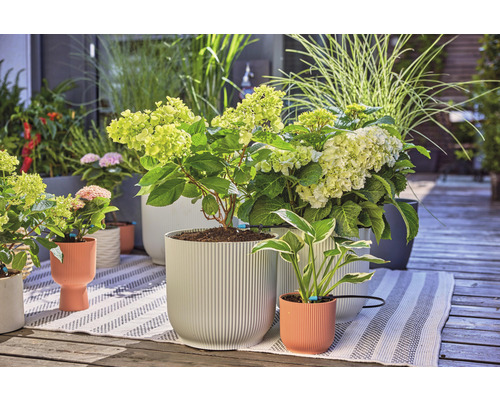 Szene mit Hortensien und Ziergräsern in Pflanzgefäßen auf einer Terrasse.