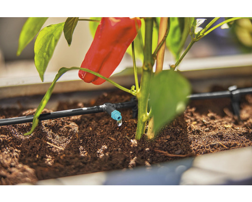 Bewässerungssystem mit Paprikapflanze im Pflanzgefäß