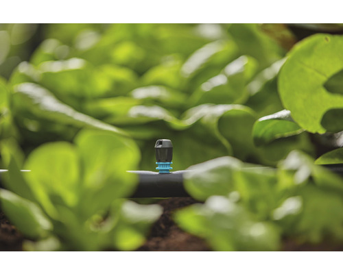 Tropfbewässerungssystem im Garten mit Salatpflanzen