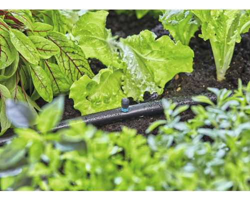 Tropfbewässerungssystem im Einsatz in einem Gemüsebeet mit Salatpflanzen