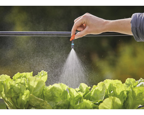 Gartenbewässerung mit Tropfschlauch und Sprühdüse über Salatköpfen