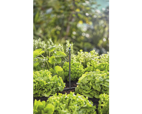 Gartenbewässerungssystem zwischen Salatpflanzen im Gartenbeet.