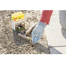 Anwendung von Maulwurf-Stopp neben einer Packung und Werkzeugen im Garten