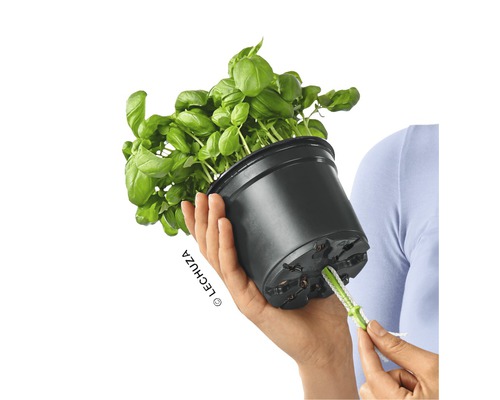 Basilikum in einem Topf mit Bewässerungssystem in der Hand