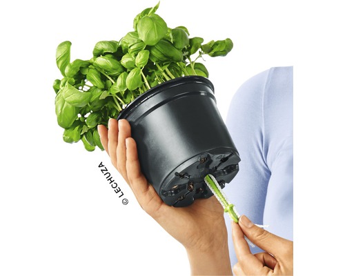 Basilikum Pflanze in schwarzem Topf mit Bewässerungssystem