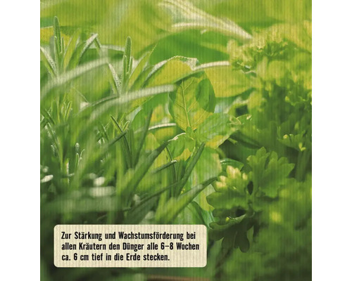 Nahaufnahme verschiedener Kräuterpflanzen, einschließlich Basilikum, Petersilie und Rosmarin