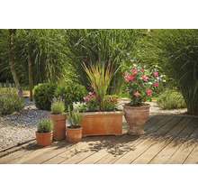 Terracotta Pflanzgefäße mit Pflanzen auf einer Holzterrasse