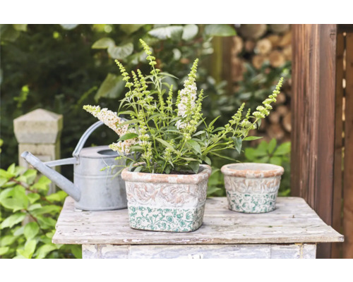 Gartenszene mit Sommerflieder in Dekotöpfen und Gießkanne