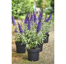 Schmetterlingsflieder in schwarzen Töpfen im Garten