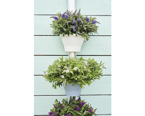 Dekorative Blumenampel mit verschiedenen Blumen in Töpfen