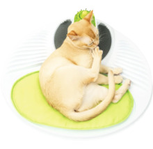 Katze liegt auf Kratzbaum mit Kissen