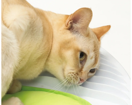 Nahaufnahme einer Siamkatze an einem Futterplatz.