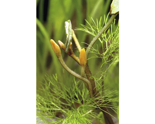 Nahaufnahme einer Wasserpflanze mit Triebspitzen und feinen Blättern.