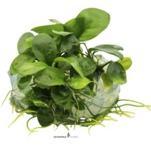 Aquarium Pflanze auf Wurzelstock