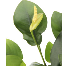 Nahaufnahme einer Zimmerpflanze mit Blüte