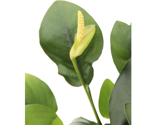 Nahaufnahme einer Zimmerpflanze mit Blüte