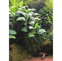 Aquarium mit Pflanzen und Dekorationen