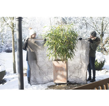 Zwei Personen bringen einen Winterschutz an einem Kübelpflanzen-Bambus im Garten an