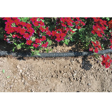 Blumenbeet mit Bewässerungsschlauch und roter Bepflanzung