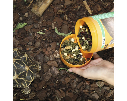 Fütterung einer Sternschildkröte mit Schildkrötenfutter aus einer Futterdose