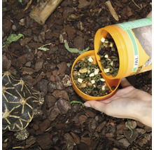 Fütterung einer Sternschildkröte mit speziellem Schildkrötenfutter von JBL Terra.