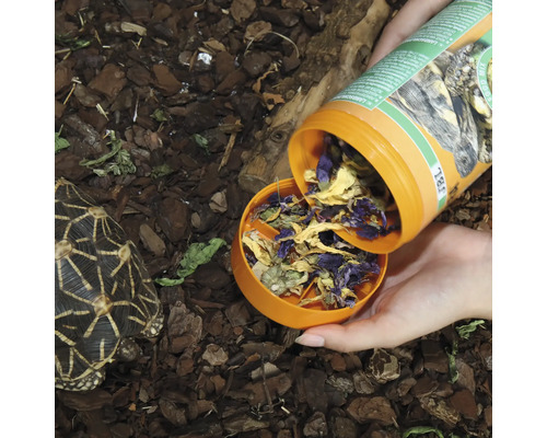 Futter für Landschildkröten wird in eine Schale gefüllt.