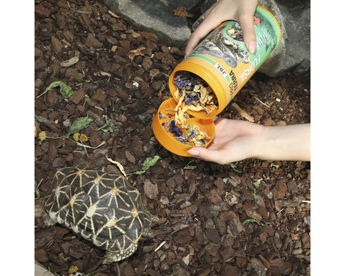 Fütterung einer Sternschildkröte mit JBL Florasil Pro Terra Futter
