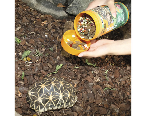 Fütterung einer Sternschildkröte mit JBL ProTerra Vegabilschichtfutter