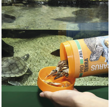 Futter für Wasserschildkröten wird in ein Aquarium gegeben