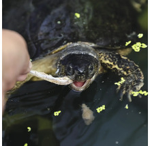 Eine Schildkröte wird mit Fisch gefüttert.