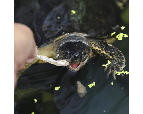 Eine Schildkröte wird mit Fisch gefüttert.
