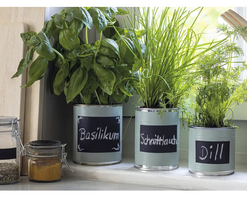 Kräutergarten mit Basilikum, Schnittlauch und Dill in Dosen auf der Fensterbank