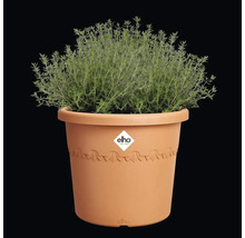 Pflanze in einem Elho Blumentopf