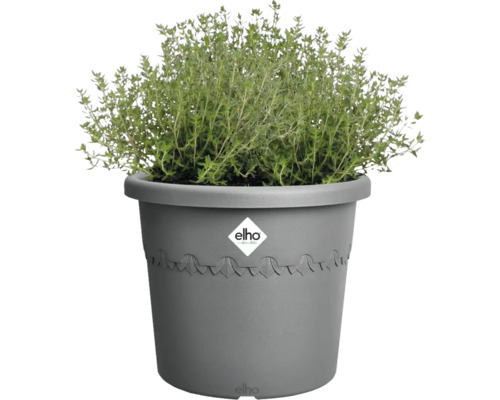 Thymian in einem grauen Pflanztopf mit Elho Logo