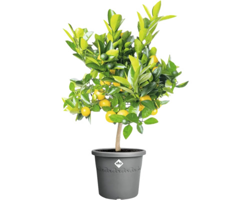 Mandarinenbaum im Topf