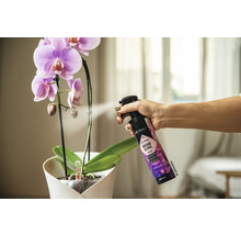 Eine Person sprüht mit einem Orchideen Glanz Pflegespray eine Orchidee ein.