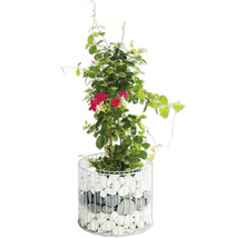 Dipladenia Pflanze in einem Pflanzgefäß mit Steinen