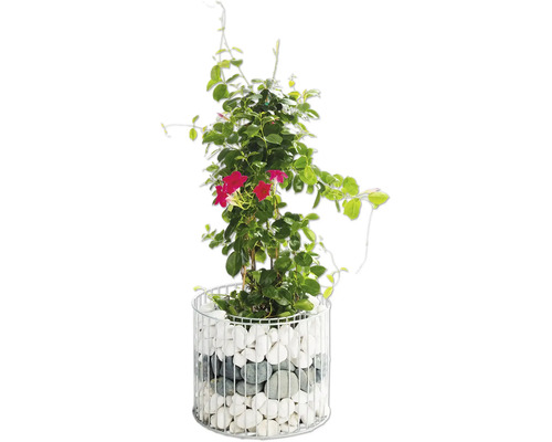 Dipladenia Pflanze in einem Topf mit weißen Steinen