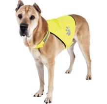 Hund mit Sicherheitsweste für bessere Sichtbarkeit