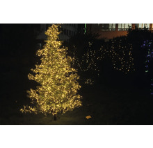 Beleuchteter Weihnachtsbaum im Außenbereich