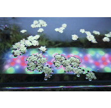 Schwimmende Wasserpflanzen im Aquarium