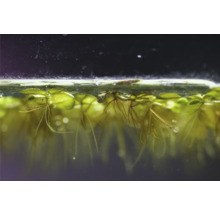 Nahaufnahme von Schwimmpflanzen im Aquarium