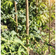 Tomatenpflanzen, die mit Bambusstäben gestützt werden.