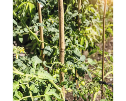 Tomatenpflanzen, die mit Bambusstäben gestützt werden.