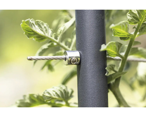 Detailaufnahme eines Pflanzenstützsystems mit Stahlseil und Befestigungsclip
