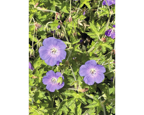 Storchschnabel FloraSelf Geranium 'Karen Wouters' Co 0,5 L Nahaufnahme von Storchschnabelblüten mit grünen Blättern