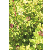 Blühender Spierstrauch mit grünen Blättern