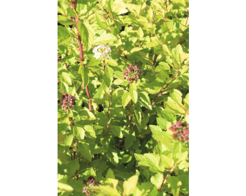 Blühender Spierstrauch mit grünen Blättern